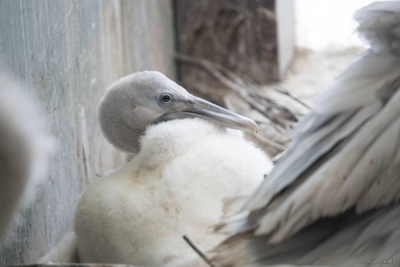 В Московском зоопарке вылупился птенец редкого кудрявого пеликана: первые шаги под опекой родителей
