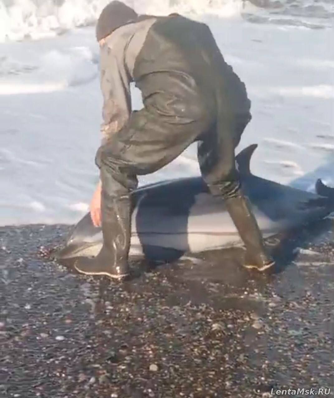 Дельфиненка спасли после выхода на берег на Камчатке